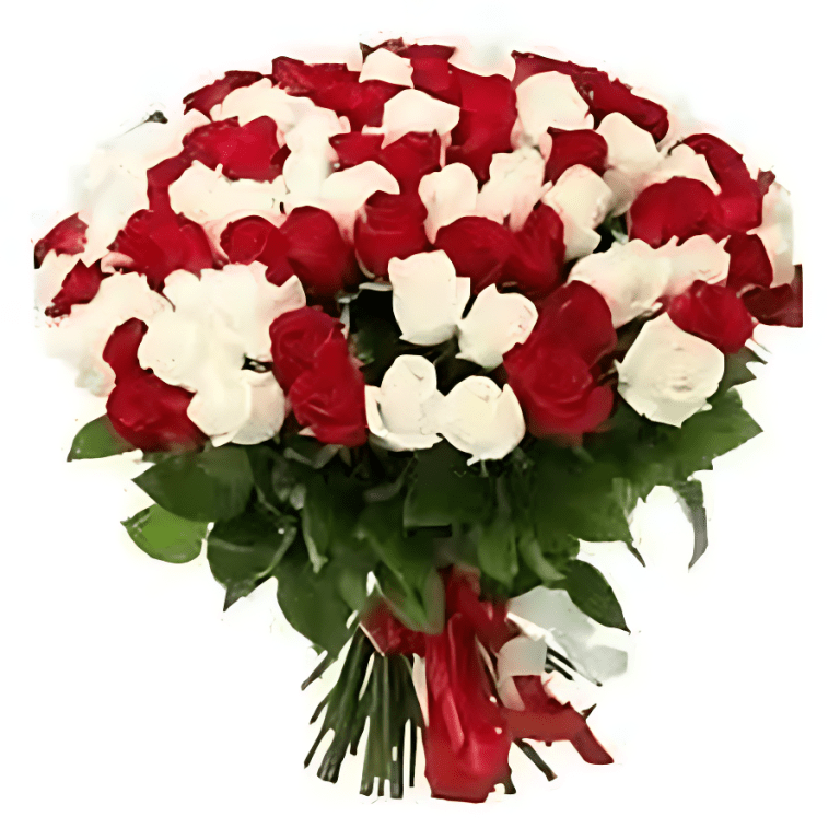 101-mixed-red-and-white-roses-enhanced